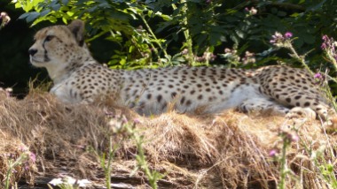 Cheetah (4)