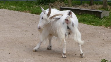 Goat (3)