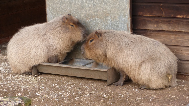 Capybara (2)